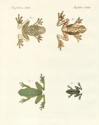 Différents types de rainettes étrangères