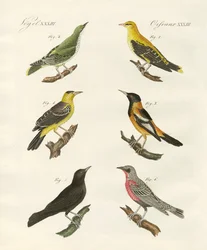 Différentes sortes de loriots dorés