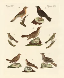 Différents types d