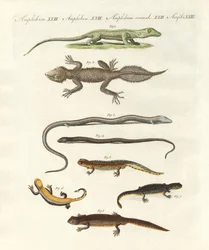Différentes sortes de lézards