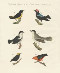 Différentes sortes de manakins