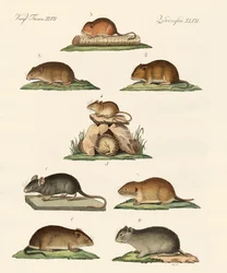 Différents types de souris