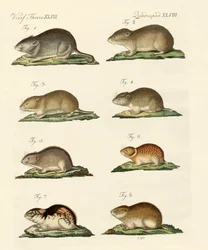 Différents types de souris