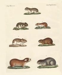 Différents types de souris