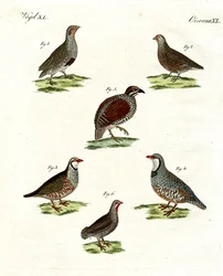 Différentes sortes de perdrix