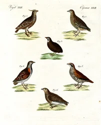 Différentes sortes de cailles