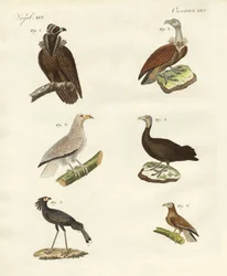 Différents types de rapaces