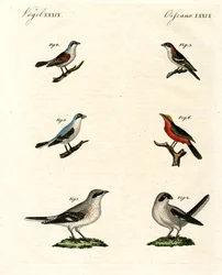 Différentes sortes de pies-grièches