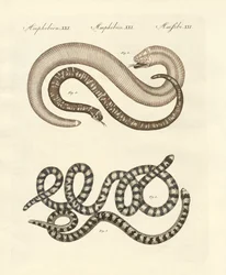 Différentes sortes de serpents