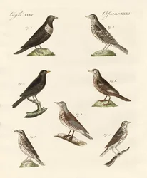 Différentes espèces de grives
