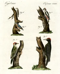 Différentes sortes de piverts