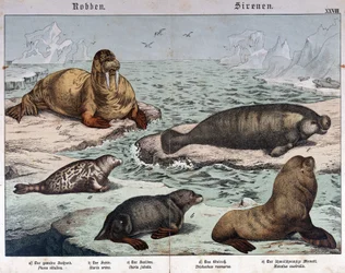 Différents types de phoques, phoque marbré à gauche, morse en haut à gauche et lions de mer - dans «Histoire naturelle des mammifères», éd. Schreiber, Munich