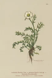 Camomille des montagnes (Anthemis styriaca, Anthemis montana)