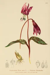 Dent-de-chien (Erythronium Dens canis, Erythronium caninum)