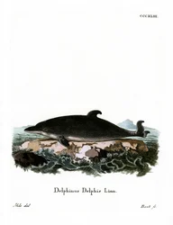 Dauphin