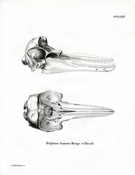 Crâne de dauphin