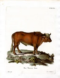 Bétail domestique