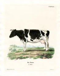 Bétail Domestique