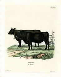 Bétail Domestique