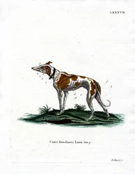 Chien domestique