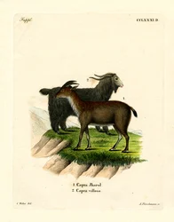 Chèvre domestique