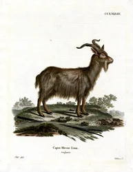 Chèvre domestique