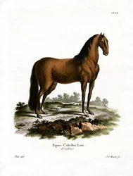 Cheval Domestique