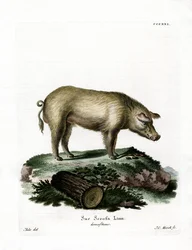 Cochon domestique
