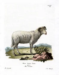 Mouton Domestique