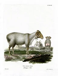 Mouton Domestique