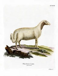 Mouton Domestique