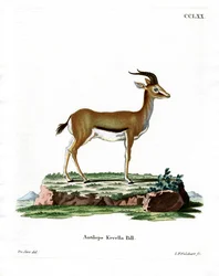 Gazelle Dorcas