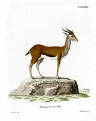 Gazelle dorcas