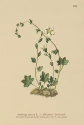 Saxifrage penchée (Saxifraga cernua)