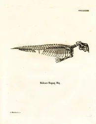 Squelette de dugong