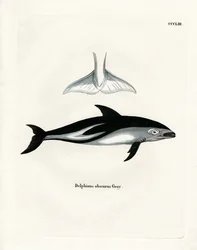 Dauphin obscur