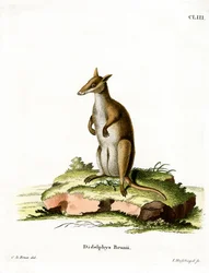 Wallaby sombre