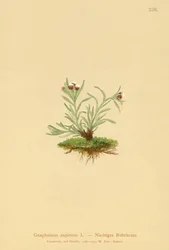 Gnaphale nain (Gnaphalium supinum)