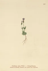 Gentiane naine (Gentiana nana, Gentianella nana)