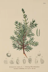 Genévrier nain (Juniperus nana, Juniperus communis subsp. nana, Juniperus communis var. saxatilis)