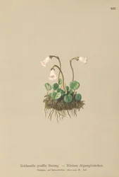 Petite soldanelle (Soldanella pusilla, Soldanella alpicola)
