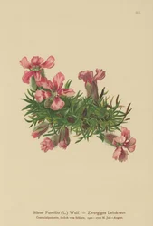 Saponaire naine (Silene Pumilio, Saponaria pumilia)