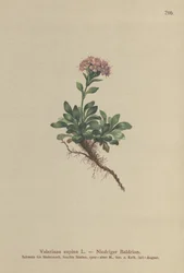 Valériane naine (Valeriana supina)