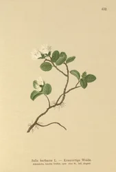 Saule nain (Salix herbacea)