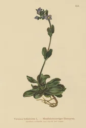 Véronique bleue naine (Veronica bellidioides)