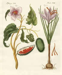 Plantes tinctoriales