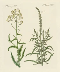 Plantes tinctoriales