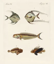Poissons de l