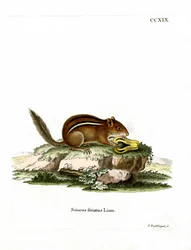 Tamia de l