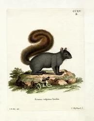 Écureuil renard oriental